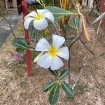 Plumeria alba Blomma