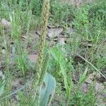 Plantago rhodosperma Hábito