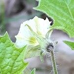 Physalis pruinosa Flor