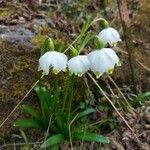 Leucojum vernumBlomma