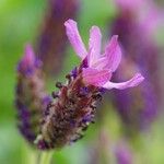 Lavandula stoechas Alia