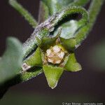 Matelea parvifolia 花