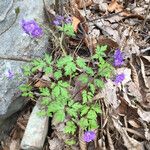 Phacelia bipinnatifida Hábitos