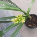 Clivia nobilis Цветок