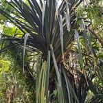 Pandanus urophyllus Yaprak