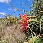 Passiflora manicata 花