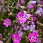 Gypsophila muralis Floare