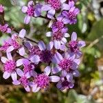 Pericallis aurita Blomma