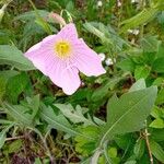 Oenothera speciosaFlower