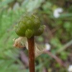 Ranunculus ololeucos Ovoce