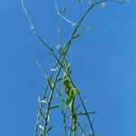 Wahlenbergia linarioides Habitus