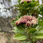 Baccharis prunifolia Flor