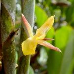 Ischnosiphon arouma Flower