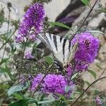 Buddleja davidiiBlomst