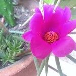 Portulaca grandifloraÕis