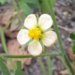 Herissantia crispa Blomma