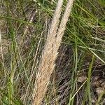 Calamagrostis breviligulata Habit