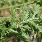 Achillea odorata 葉