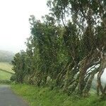 Ficus religiosa Bark