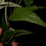 Wissadula periplocifolia List