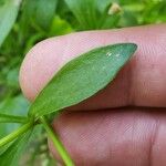 Ranunculus abortivus Feuille