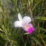 Arundina graminifolia Květ