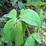 Medinilla speciosa 葉