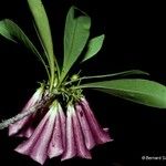 Thiollierea tubiflora Цветок