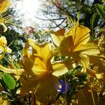Rhododendron luteum 花