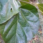 Cercis chinensis Leaf