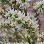 Veratrum album Flor