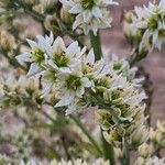 Veratrum album Flower