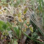 Clypeola jonthlaspi Frucht