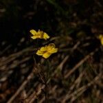 Fumana ericoides Flower