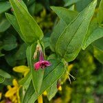 Jasminum beesianum Hoja