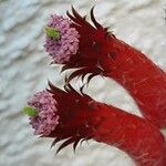 Cleistocactus baumannii Λουλούδι
