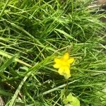 Ranunculus ficariaBlodyn