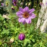 Dahlia merckii Flower