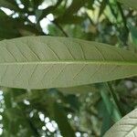 Rhododendron coriaceum Leaf