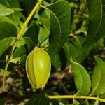 Carya illinoinensis Fruto