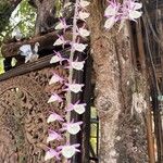 Dendrobium aphyllum Blomma