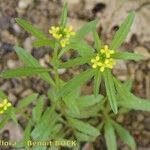 Erysimum incanum অন্যান্য
