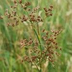 Juncus acutiflorus ഫലം