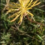 Podospermum laciniatum Цвят