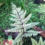 Athyrium otophorum Leaf