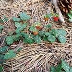 Fragaria vesca 整株植物