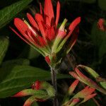 Castilleja coccinea Květ