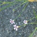 Petrorhagia saxifraga Žiedas