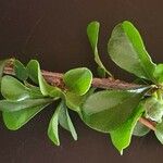 Turraea parvifolia Листок