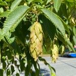 Carpinus japonica Fruit